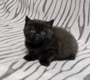 Чёрная пантера. Британский котенок