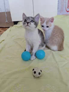 Красивые Котята