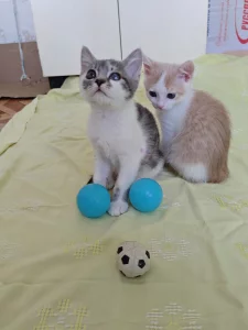 Красивые Котята