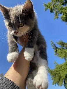 Котята в дар, 3 месяца