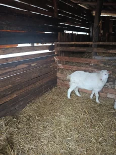 Безрогий козлик на племя