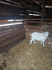 Безрогий козлик на племя