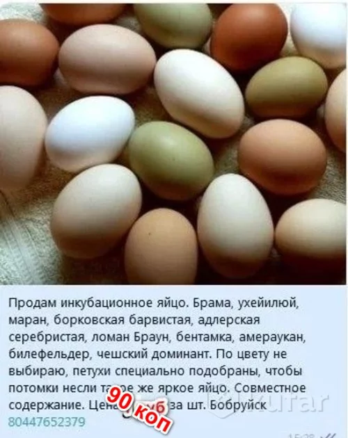 Инкубационное яйцо 90 коп