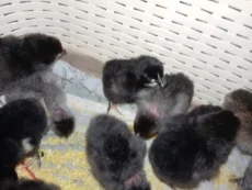 Цыплята суточные домашние