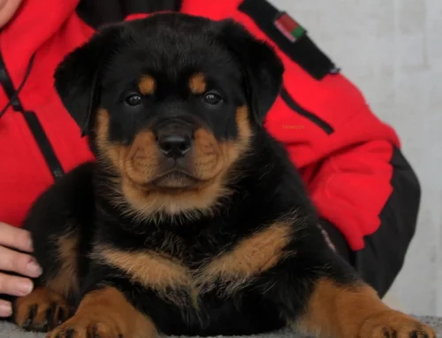 Щенки ротвейлера
