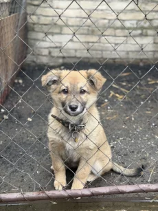 Щенок с прививками, доставкой и бесплатной стерилизацией