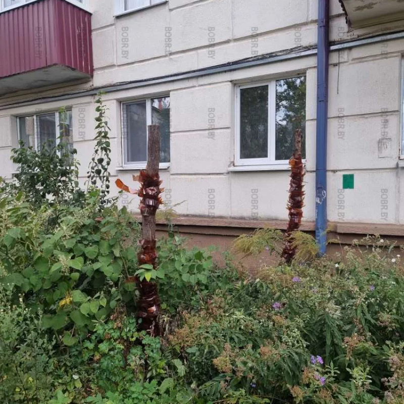 А пальмы оказывается были ненастоящие!