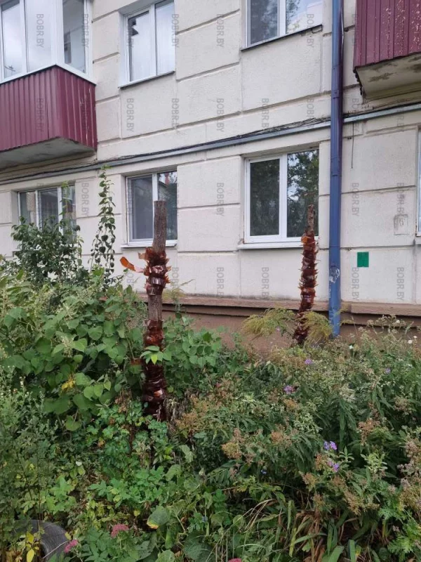 А пальмы оказывается были ненастоящие!