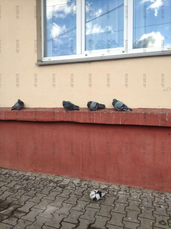 Птички отдыхают