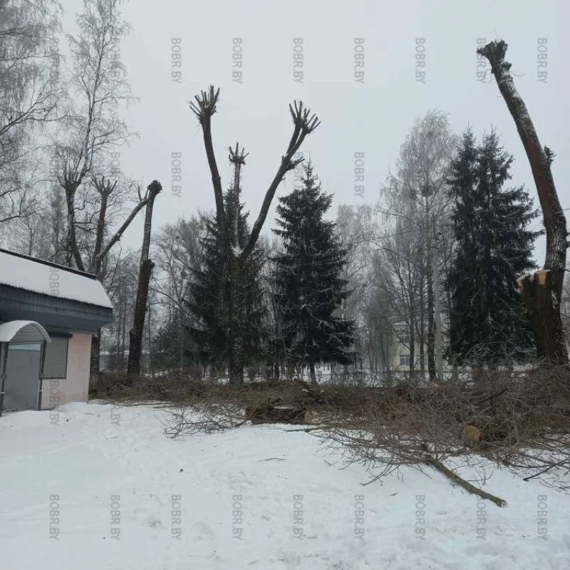 Любимый вид стрижки деревьев от коммунальщиков - под ноль