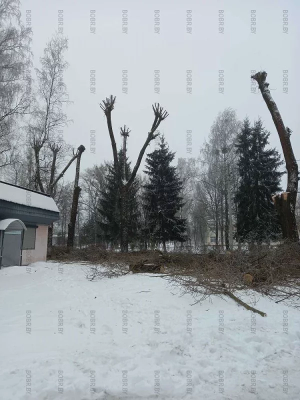 Любимый вид стрижки деревьев от коммунальщиков - под ноль