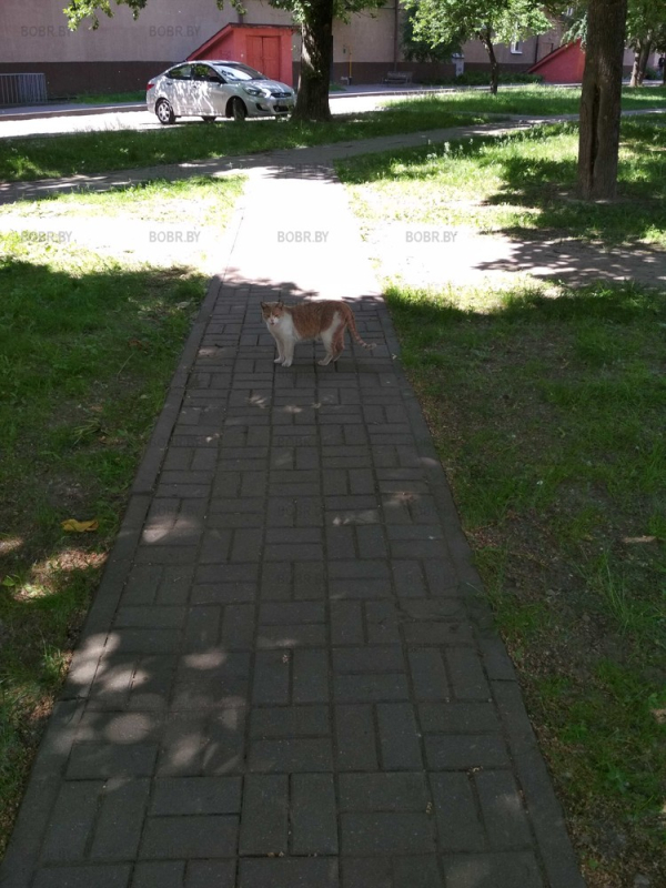 Котейка