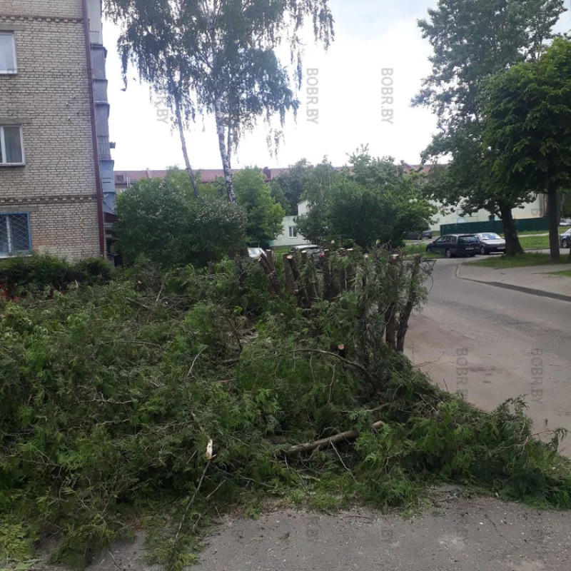 Зеленхоз, Могли бы просто выкорчевать...