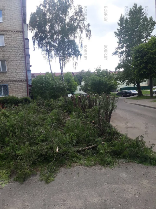 Зеленхоз, Могли бы просто выкорчевать...