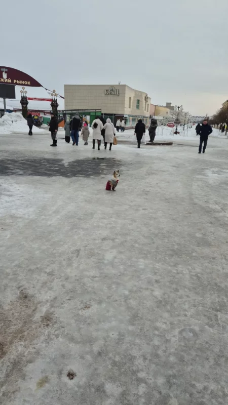 В ожидании хозяина
