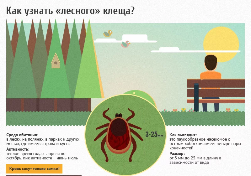 Осторожно, сезон клещей начался