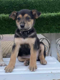 Метис ягдтерьера с доставкой