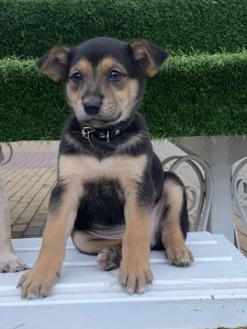 Метис ягдтерьера с доставкой