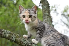 Котята ищут дом