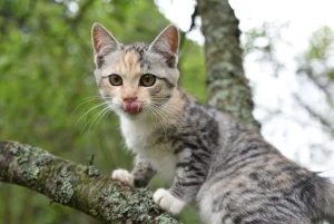 Котята ищут дом