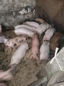 Поросята