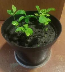 Саженцы лимона и мандарина