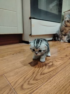 Шотландских котят