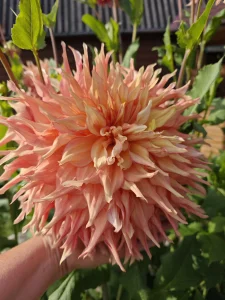 Георгину Пенхилл Уотермелон