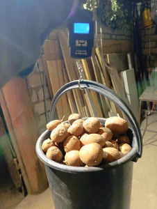 Картофель семянка