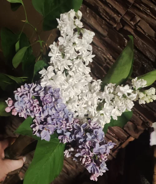 Сирень махровая (белая и фиолетовая)