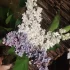 Сирень махровая (белая и фиолетовая)