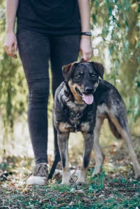 Тео ищет дом