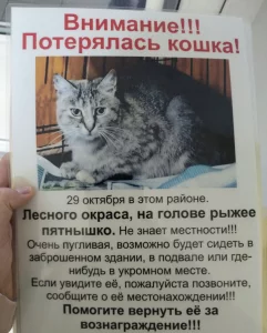 Пропала кошка