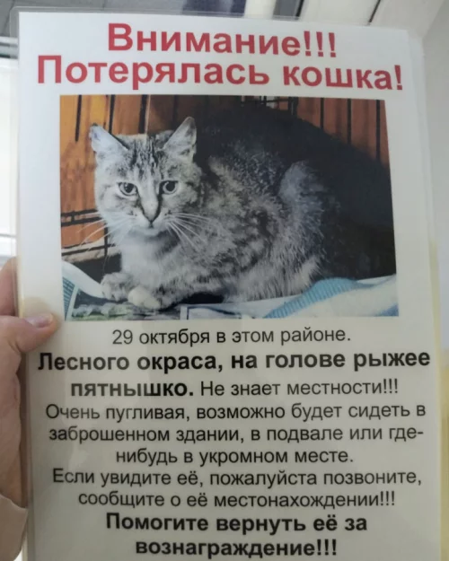 Пропала кошка