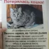 Пропала кошка