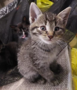 Отдаём Бесплатно котят