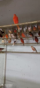 Цветные Канарейки