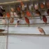 Цветные Канарейки