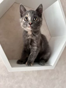 Прелестный котенок ищет дом