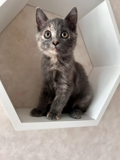 Прелестный котенок ищет дом