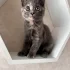 Прелестный котенок ищет дом