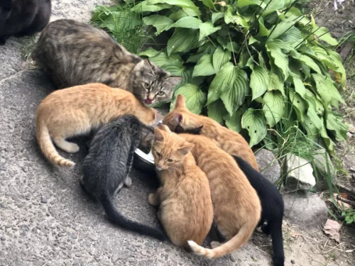 Котята