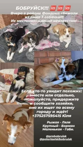 СРОЧНО БОБРУЙСК, ПРОПАЛИ 3 СОБАКИ