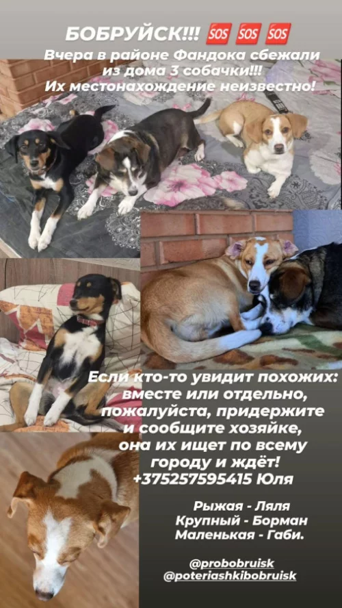 СРОЧНО БОБРУЙСК, ПРОПАЛИ 3 СОБАКИ
