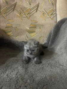 Шотландские котята