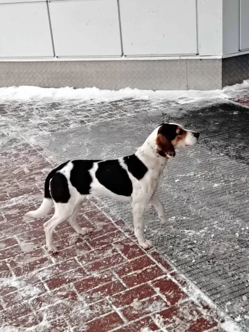 Поиск хозяина