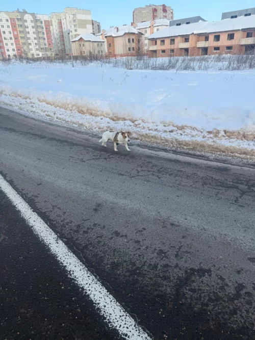 Бегает Джек Рассел по 5 микрорайону