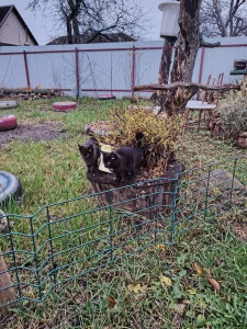 Отдам в хорошие руки котят