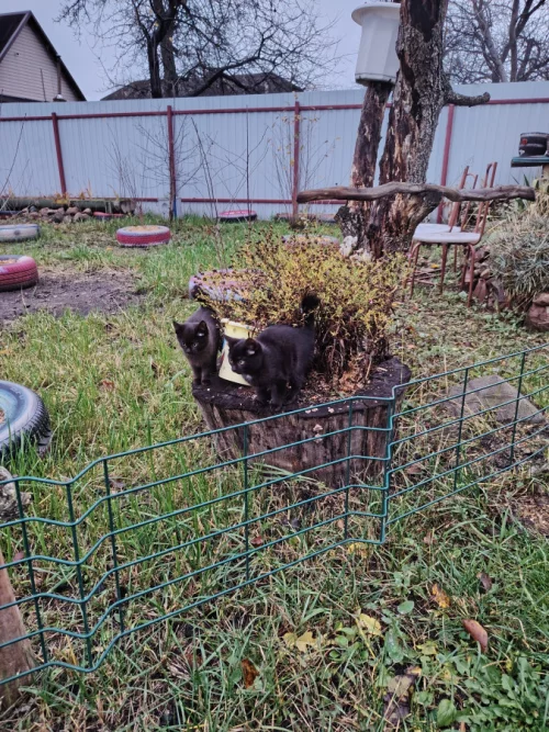 Отдам в хорошие руки котят