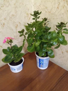 Каланхоэ декоративный